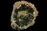 Long Triassic Petrified Wood (Woodworthia) Log - Zimbabwe #143935-2